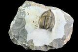 Beautiful, Diademaproetus Trilobite - Ofaten, Morocco #86742-1
